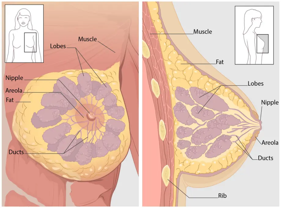 Breast cancer images combined